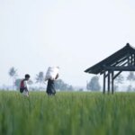 083402000_1704794849-Pupuk_Bersubsidi