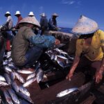 large-gpn106402-fishermen-sorting-tuna-c-jurgen-freund-wwf-canon-36d892269788c5100e1be7dd77