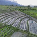 Diversfikasi-tanaman-pertanian-di-Sigi-180425-bmz-1