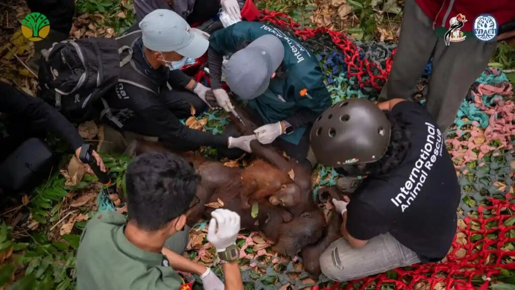 Habitat-Dikepung-Karhutla-Induk-Orang-Utan-dan-Anaknya-Berhasil-Diselamatkan-di-Ketapang-21