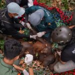 Habitat-Dikepung-Karhutla-Induk-Orang-Utan-dan-Anaknya-Berhasil-Diselamatkan-di-Ketapang-21