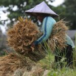 harga-gabah-petani-saat-panen-raya-220225-apls-1