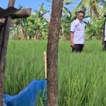 KEKERINGAN-SAWAH-Kepala-Dinas-Tanaman-Pangan-dan-Hortikultura-Pinrang-Andi-Rudi-Sinapat