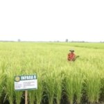ilustrasi-sawah