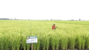 ilustrasi-sawah
